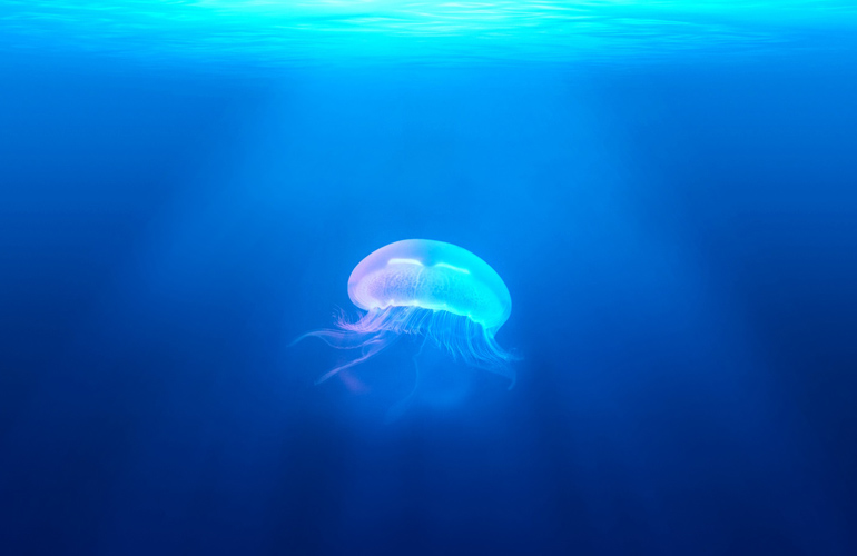 Jellyfishtree brand created by The Joneses