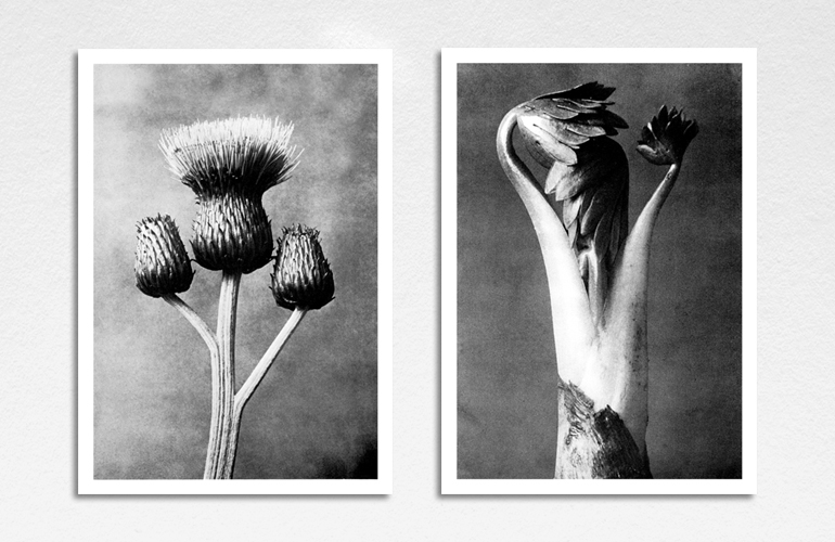 Pantheon International Participations (PIP) photography art directed by The Joneses