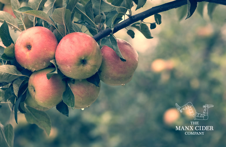 The Manx Cider Company photography art directed by The Joneses
